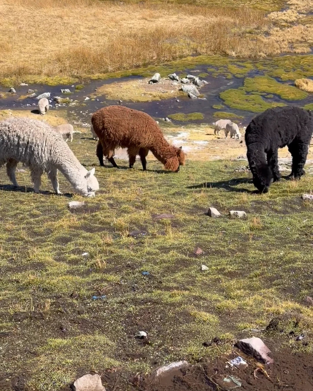The herd
